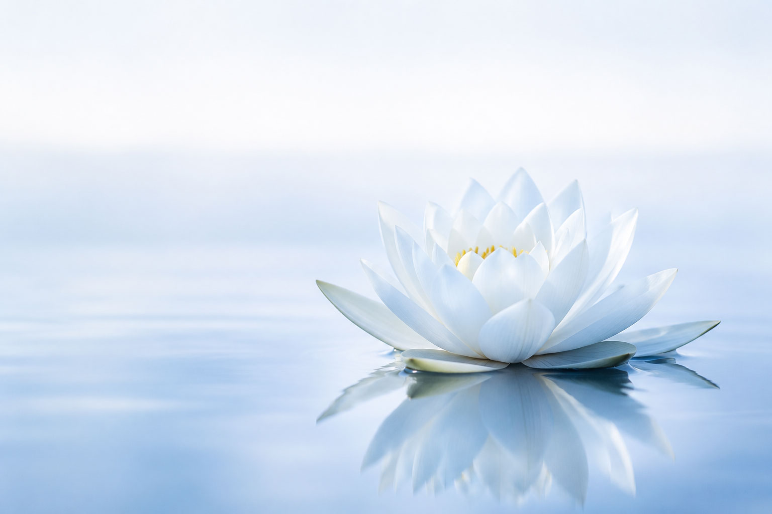 blue lotus flower reflection on a clear lake
