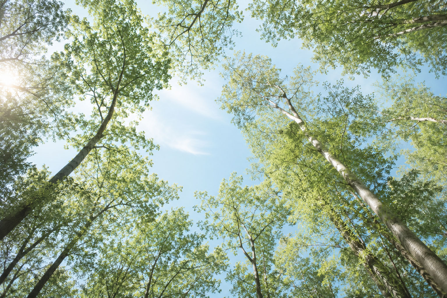 sun shining on vibrant treetops